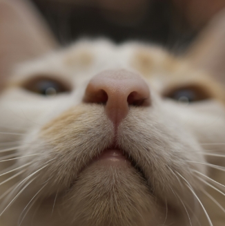 Κατοικίδιο σε περιβάλλον φροντίδας στο Groom Room