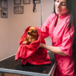 Κατοικίδιο σε περιβάλλον φροντίδας στο Groom Room