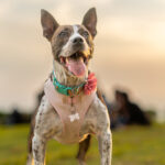 Κατοικίδιο σε περιβάλλον φροντίδας στο Groom Room